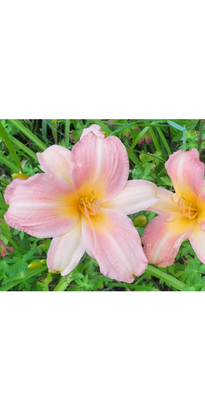 daylilies: LITTLE TINKERBELL