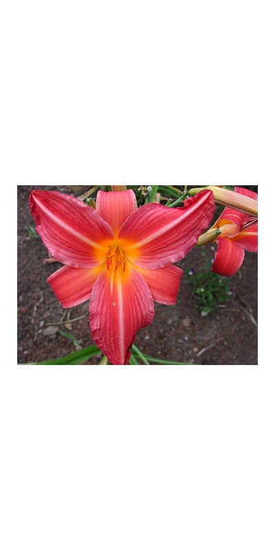 daylilies: LOLLIPOP CERISE (VT)