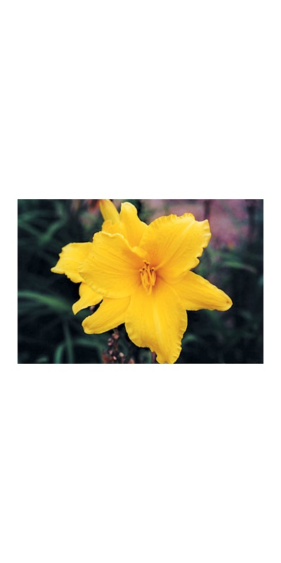 daylilies: LOOK