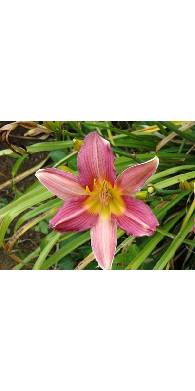 daylilies: AUTUMN GARNET (VT)