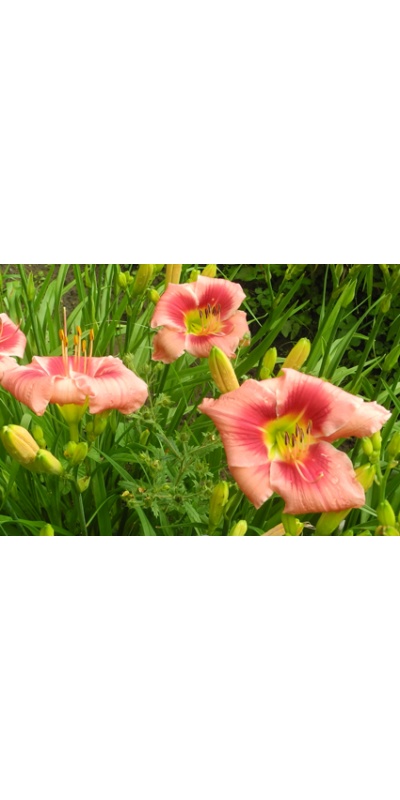 daylilies: LOUISIANA EDITH