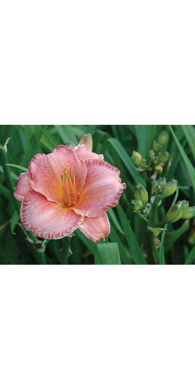 daylilies: LOVE IT