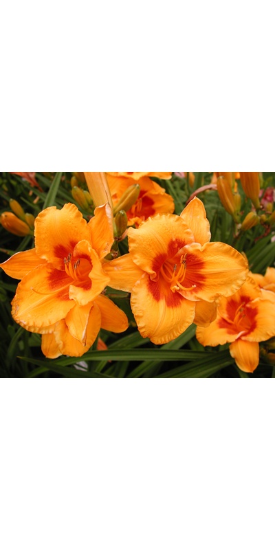 daylilies: LOVE THOSE EYES