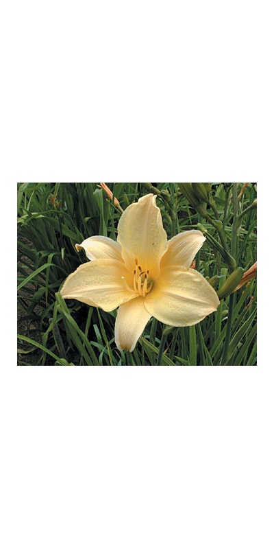 daylilies: LOVELY RITA (VT)