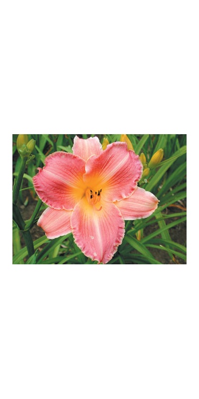 daylilies: LOVELY ROSE