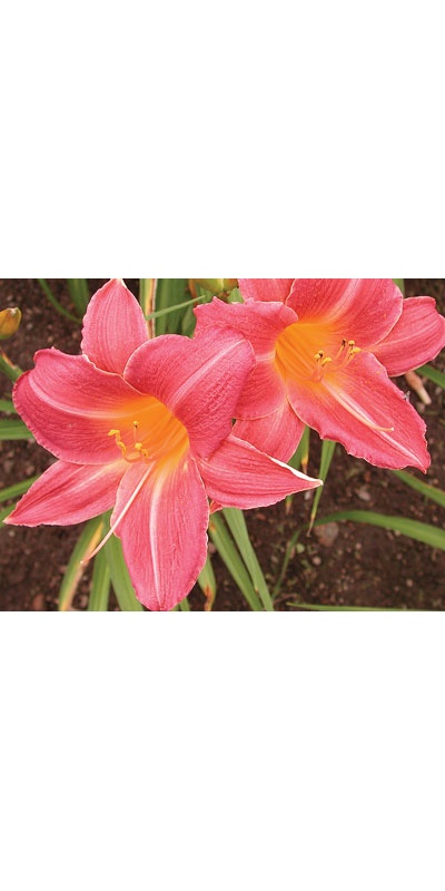 daylilies: MADDIE'S MAGENTA (VT)