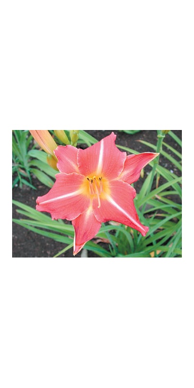 daylilies: MAGENTA STAR (VT)