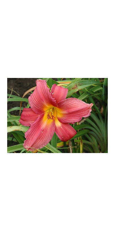 daylilies: MAKE WAY (VT)