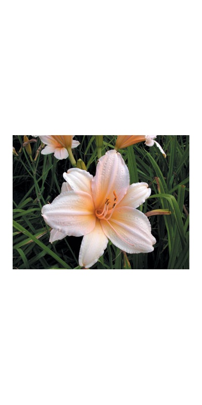 daylilies: MELON FRAGRANCE (VT)