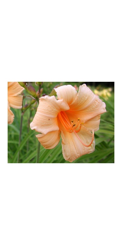 daylilies: BABY FACE (VT)