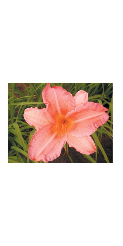 daylilies: MERZ