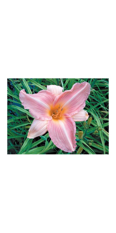 daylilies: MIKELL (VT)