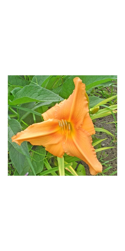daylilies: MING TANGERINE (VT)