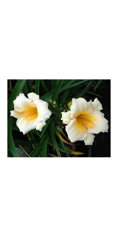 daylilies: MINI PEARL