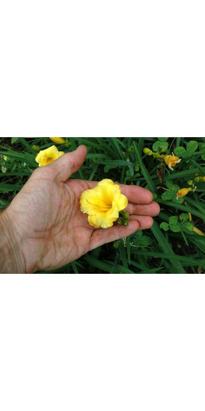 daylilies: MINI STELLA