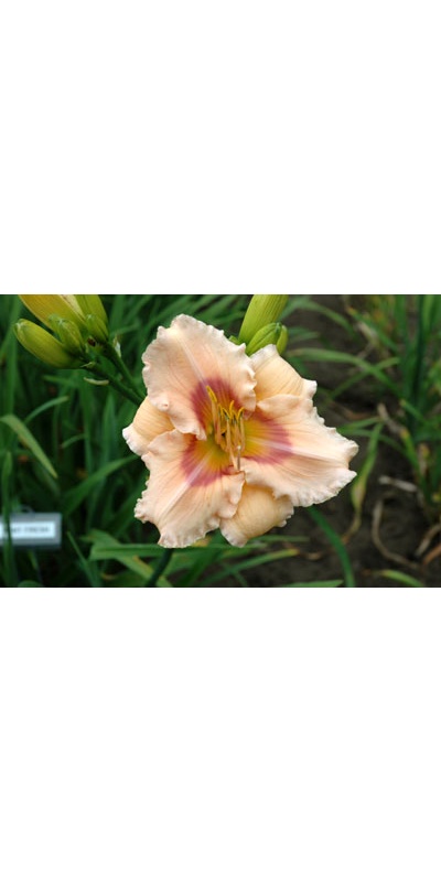 daylilies: MINT FRESH