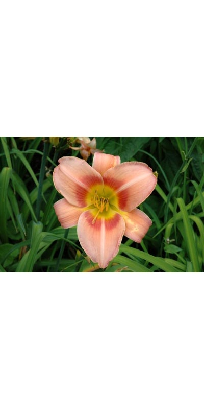 daylilies: MISS JULIE (VT)