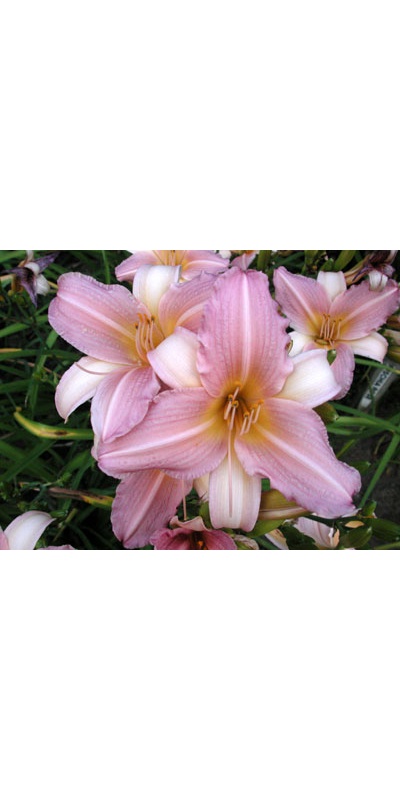 daylilies: MOONLIT DANCE (VT)