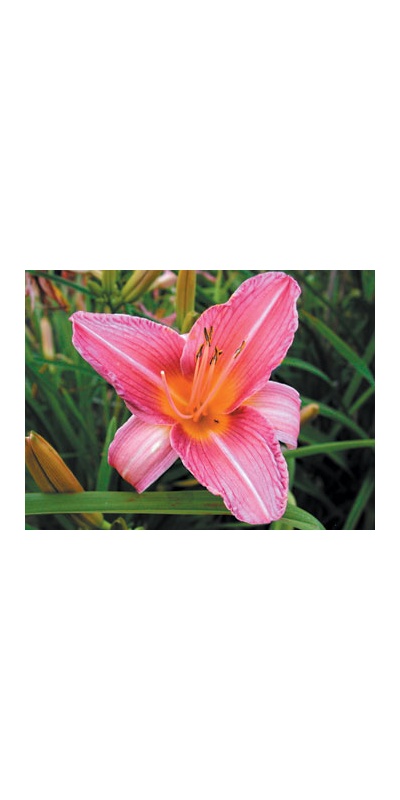 daylilies: MRS. ACKERLY (VT)