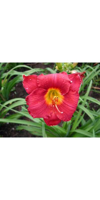 daylilies: MYSTIC AMULET