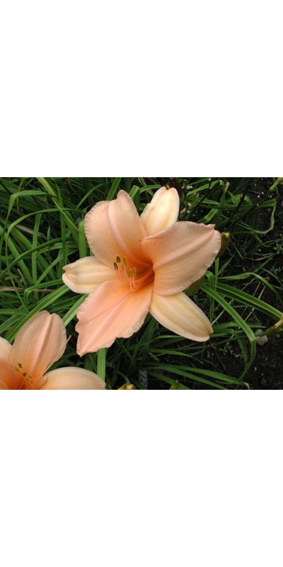 daylilies: NEON GLOW (VT)