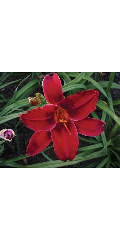 daylilies: BALTIMORE ORIOLE