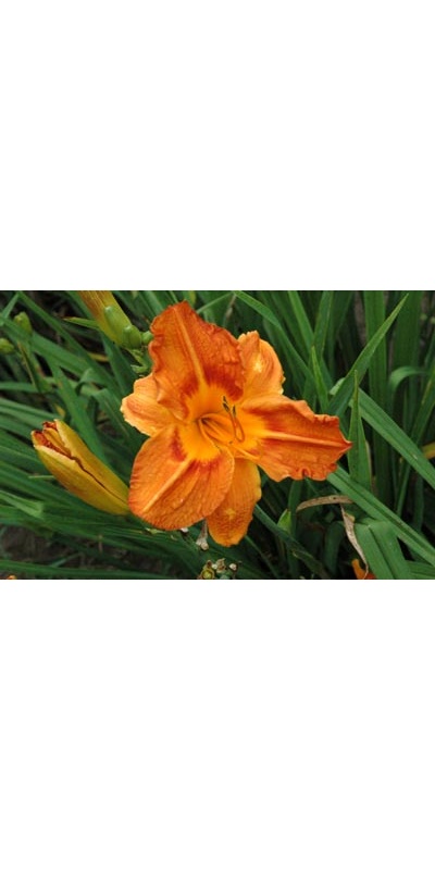 daylilies: OLALLIE CHRISTOPHER
