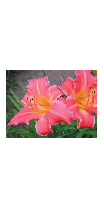 daylilies: OLALLIE ETHEL PETERS