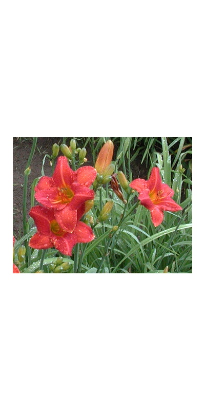 daylilies: OLALLIE FIRECRACKER