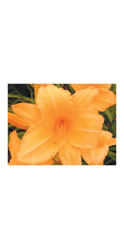 daylilies: OLALLIE GEORGE DARROW