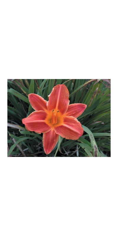 daylilies: OLALLIE GOLD RIM