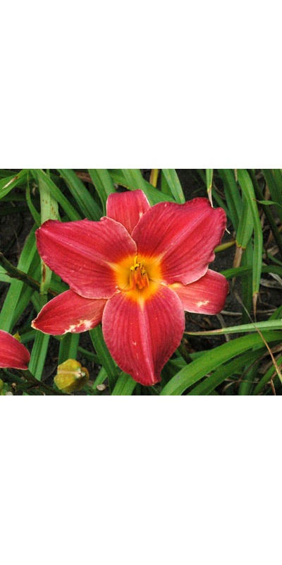 daylilies: OLALLIE HARMONY