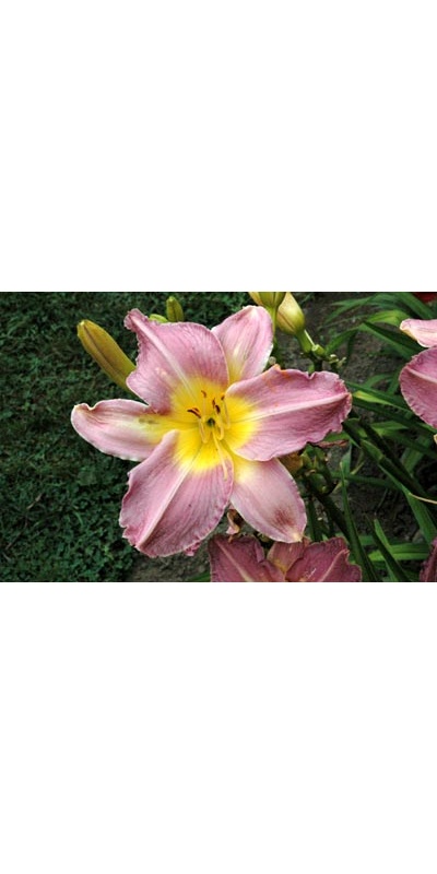 daylilies: OLALLIE JOAN (VT)