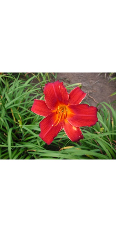 daylilies: OLALLIE KEVIN