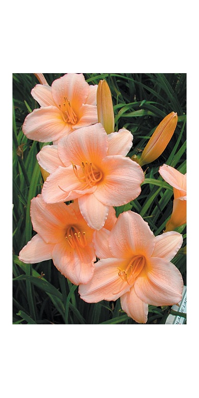 daylilies: OLALLIE LADY