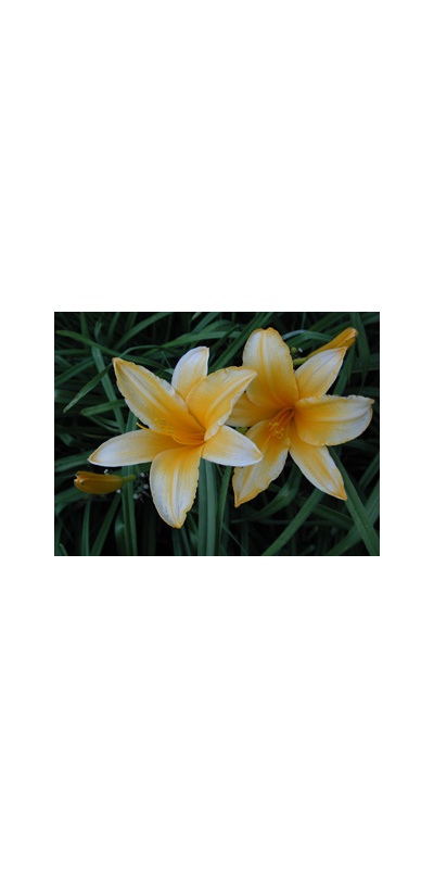 daylilies: OLALLIE ORANGE