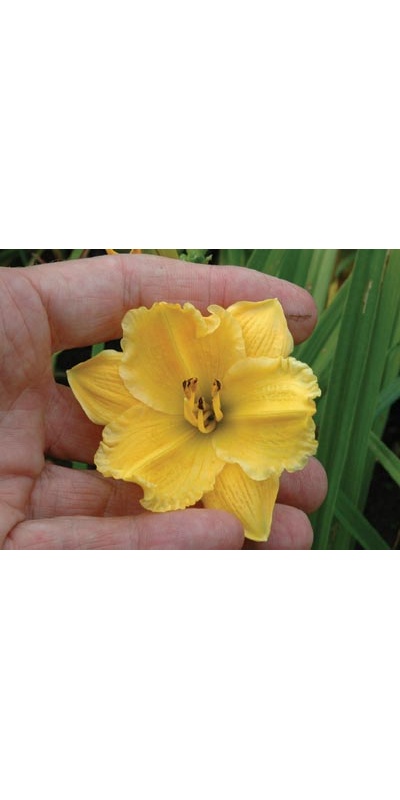daylilies: OLALLIE PETITE