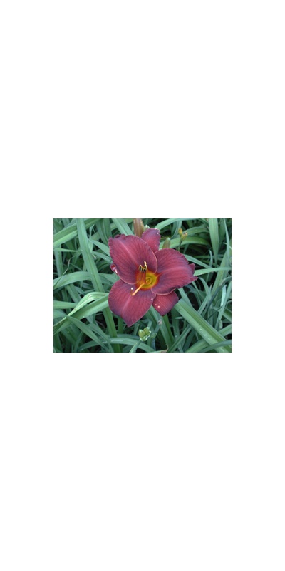 daylilies: OLALLIE RED EAGLE