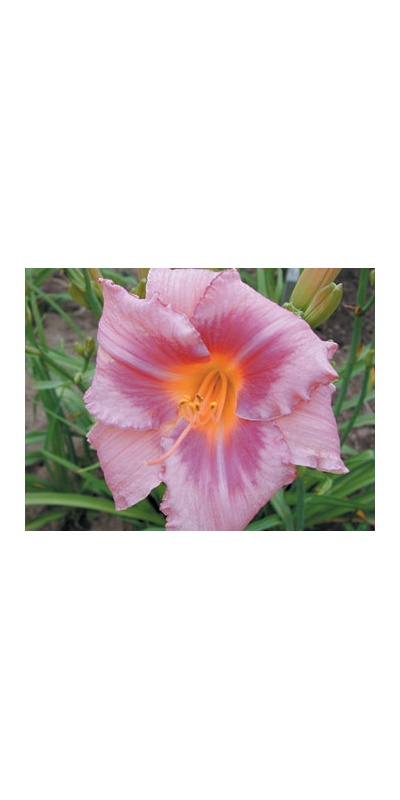 daylilies: DESIGNER JEANS