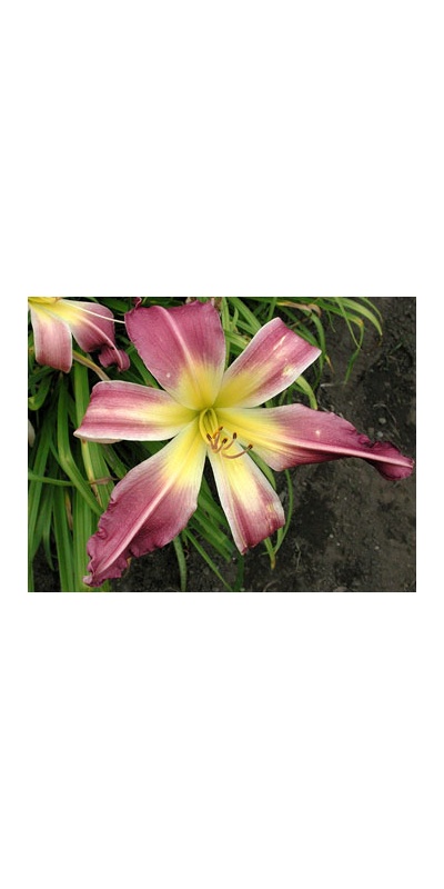 daylilies: BEAU CHAPEAU (VT)