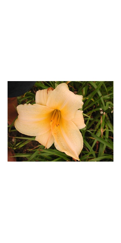 daylilies: OLALLIE YELLOW BIRD