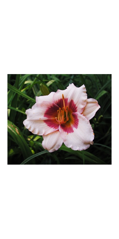 daylilies: OLE' OLE'