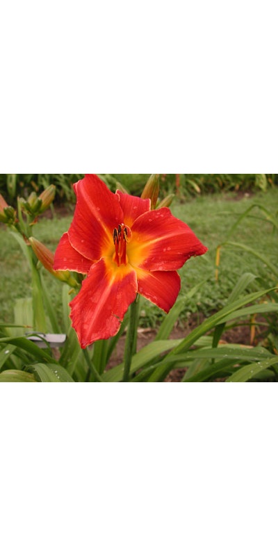 daylilies: ON FIRE