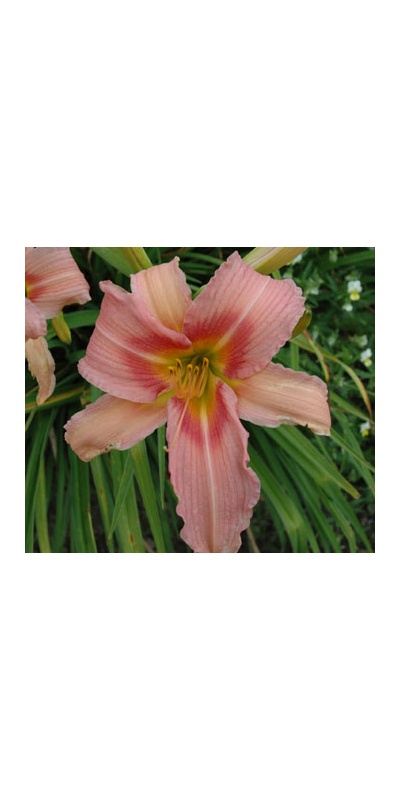 daylilies: BECKY SHARPE