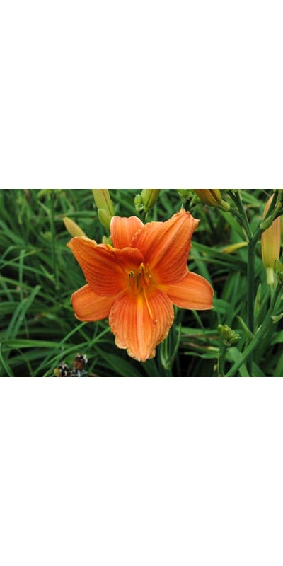 daylilies: ORANGE PERSIMMON (VT)