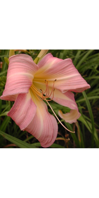 daylilies: ORCHID CORSAGE