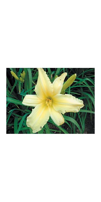 daylilies: OUTLOOK (VT)