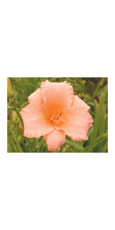daylilies: PATTI NEYLAND