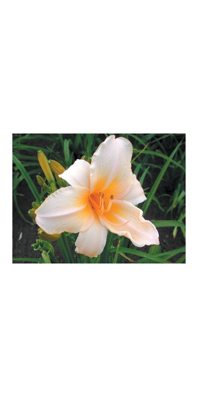 daylilies: PEACH ICE (VT)