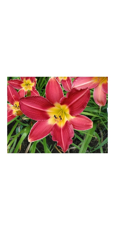 daylilies: PICOTEE ROSE (VT)